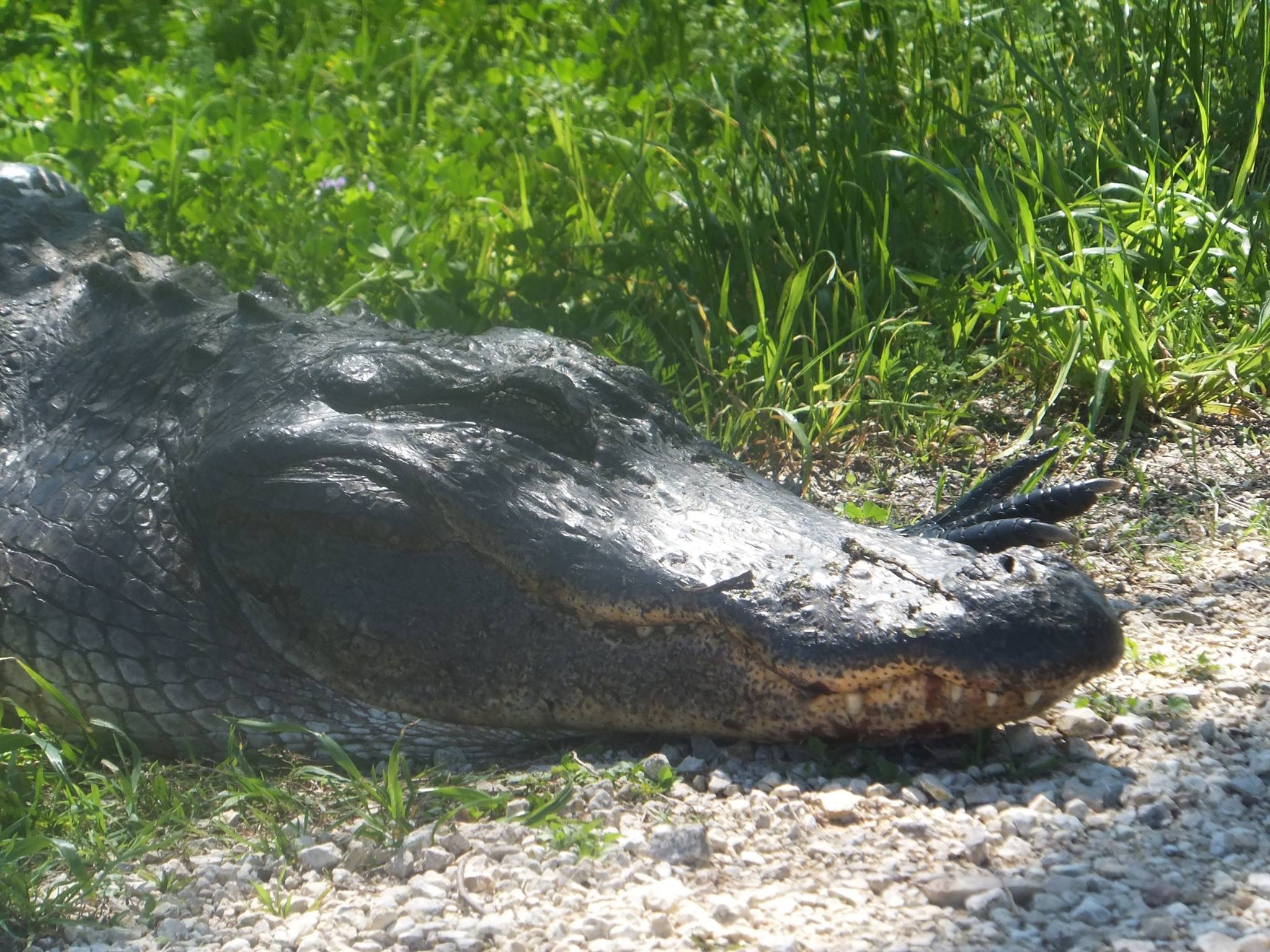 Brazos Bend State Park (15 things to do in Houston for under $15)